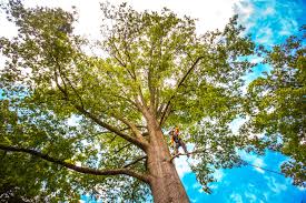 Reliable Chadbourn, NC Tree Services Solutions