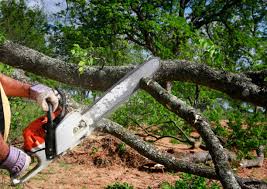 Tree and Shrub Care in Chadbourn, NC