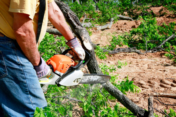 Best Tree Cabling and Bracing  in Chadbourn, NC